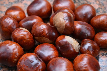 close up of chestnut
