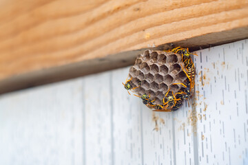 the newly built honeycomb of a wasp's nest, along with insects, wild wasps, is attached to the wall of a wooden shed