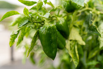 雨上がりのピーマン