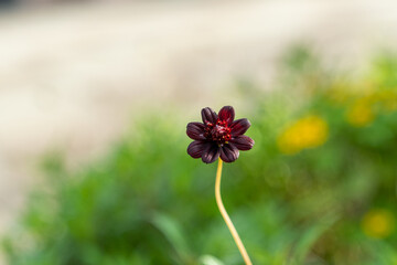 チョコレートコスモスの開花