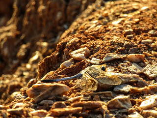 Life on Earth Through My Eyes.