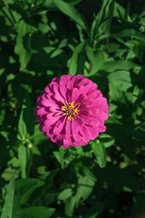 A Pink Flower In The Garden