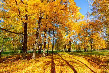 Alexander park in autumn, Pushkin (Tsarskoe Selo), St. Petersburg, Russia