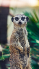 meerkat on guard