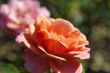 Single orange rose in full bloom 