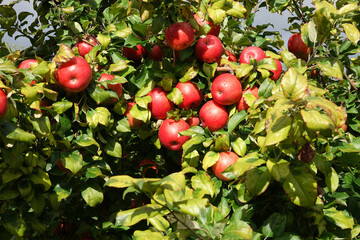 Delicious Honeycrisp apples in Northern Michigan.