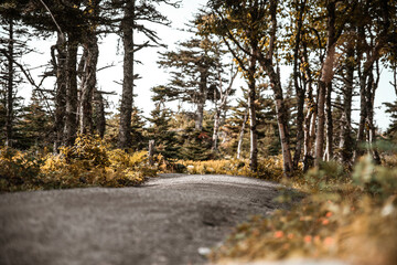 Pathway in the autumn forest in Cape Breton Highlands National Park, Cabot trail, Nova Scotia, Canada