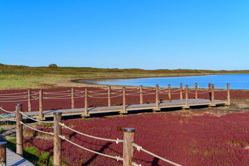 サロマ湖　紅葉するサンゴ草　北海道