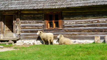 Obraz premium Sheep resting in green grass next to wooden hut.