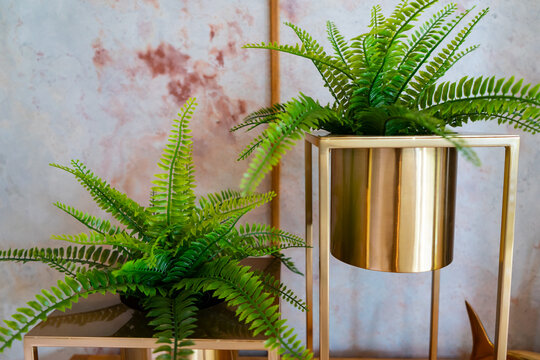 Tuber Sword Fern or Fishbone Fern is ornamental plants that planted in the gold flowerpot near the window for get the sun with marble wall background in the living room.