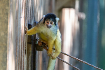 Totenkopfäffchen Portrait