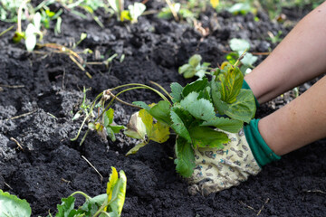 planting a plant