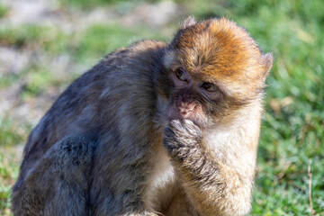 Berberaffe im Tierpark