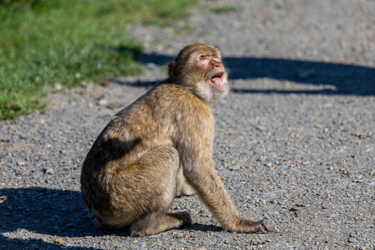 Berberaffe im Tierpark
