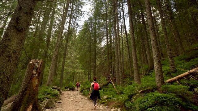 A european girl hike on a rocky trails for trek with bag pack in the middle of a forest with tall trees in the mountains.