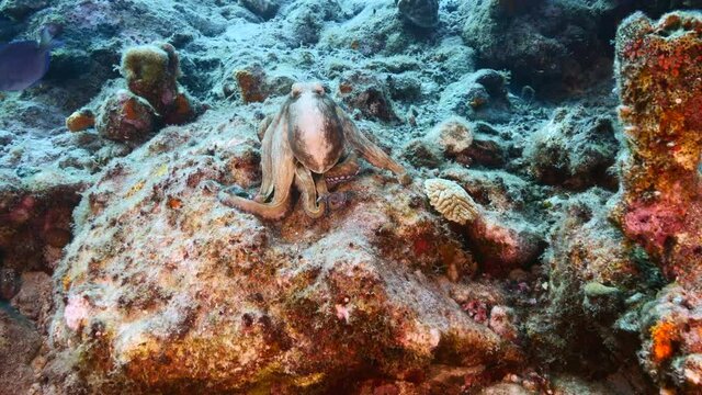 Seascape with Octopus in the coral reef of Caribbean Sea, Curacao