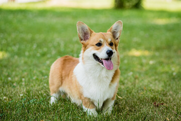 Portrait of Welsh corgi pembroke in the city park