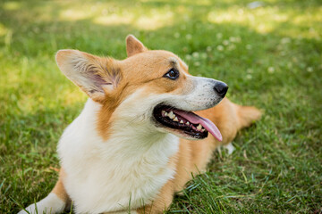 Portrait of Welsh corgi pembroke in the city park