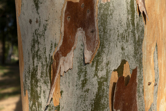 Texture of mature eucalyptus tree trunk