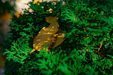 butterfly on the tree