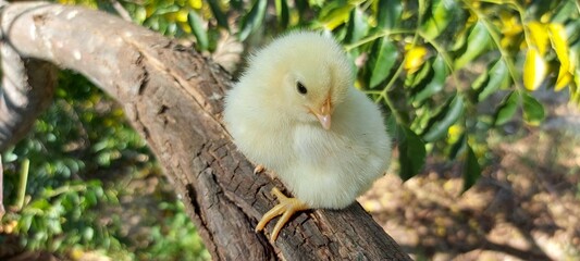 bird in the nest