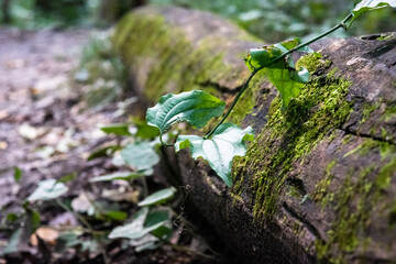 Moss growing off a tree trunk in the forest