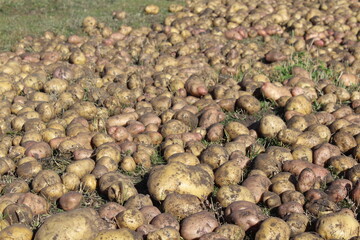 pile of potatoes