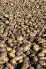 potatoes in the market