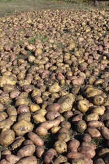 Harvested potatoes 