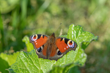 European peacock butterfly (Aglais io) rests on a green leaf. Copy space.