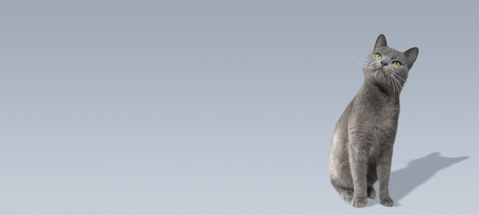 Banner with portrait of a cute domestic cat, grey Russian Blue breed female with greenish eyes...