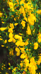 Genêts en fleur, en période printanière, dans la forêt des Landes de Gascogne