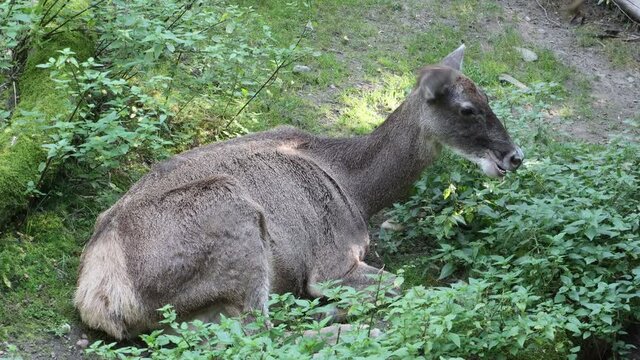 The female deer - Thorold's deer (Cervus albirostris).