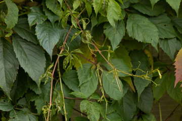 A beautiful solid bright red-green natural background is presented in the form of wild grapes. Grape leaves are bright red and cover the wall of the house or fence. autumn horizontal background.