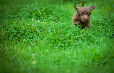 Puppy playing in the grass.