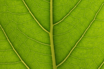 Fototapeta na wymiar Leaf texture of Indian banyan (Ficus benghalensis)