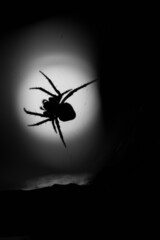spider on the wall