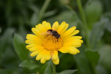 bee on a dandelion