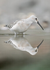 Fine art portrait of Curlew sandpiper in the water (Calidris ferruginea)