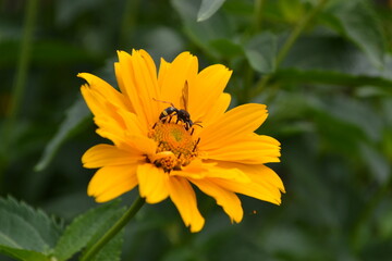 bee on yellow flower