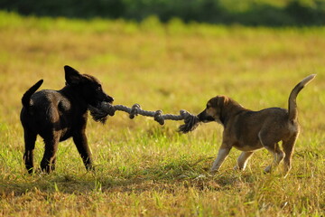dogs playing wit rope in the field
