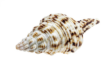 shells of a sea snail on a white isolated background
