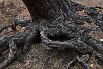 Huge brown tree roots. Natural background. Autumn.