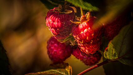 Berries 