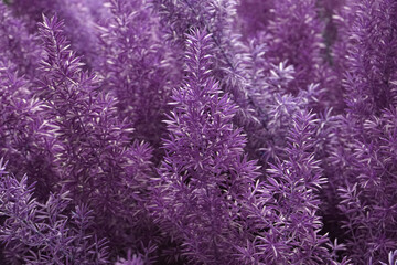 Closeup pine tree - nature purple color in the garden - abstract background - image Houseplant gardening backdrop