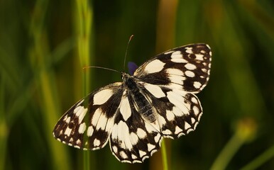 Naklejka premium close-up of a butterfly on a green background glatea butterfly with spread wings