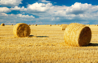Harvested field with straw bales. Round haystacks are scattered across the field. Dry grass and golden rolls of hay