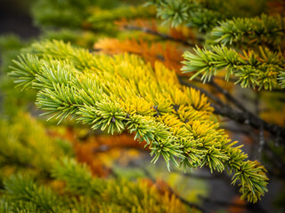 Close-up of a spruce tree branch. Needles turned yellow in the fall. Blurred background. 