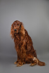 Portrait of Irish setter on black background