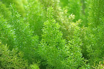 Closeup pine tree - nature green color in the garden - abstract background - image